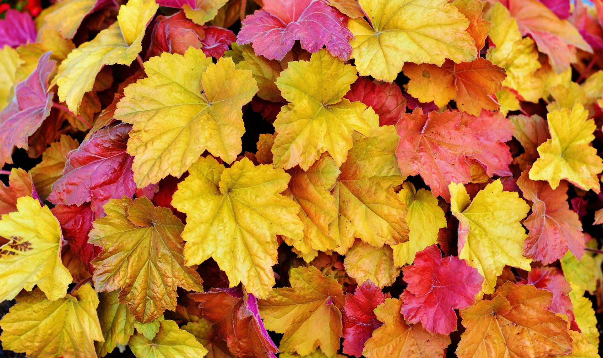 leaves-2418779_1920
