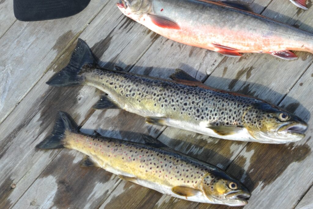 Fisk Bydalen fjällsfiske Fisk Bydalen fjällsfiske